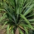 Yucca filamentosa 'Rosemarie' -- Fädige Palmlilie 